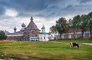 Коровы у монастыря. Соловки