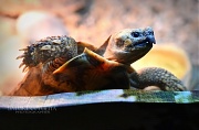Черепаха-пловец