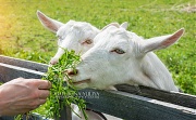 Трава для белых коз