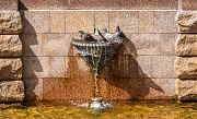Голуби плещутся в воде фонтана