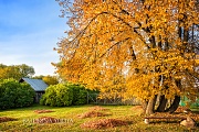 Осеннее дерево. Ярославская обл, Годеново, Антушково