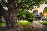 Исаакиевский собор в объятиях старого дуба. Санкт-Петербург
