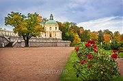 Осенние розы в Ораниенбауме (Санкт-Петербург)