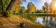Три сестры-березки. Осенний пейзаж в Павловске (Санкт-Петербург)