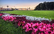 Фотографии Санкт-Петербурга. Цветочная поляна на Сенатской площади