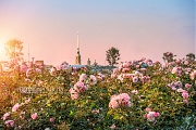 Фотографии Санкт-Петербурга. Петропавловская крепость утопает в розах
