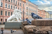 Белые львы на мосту и голуби. г. Санкт-Петербург