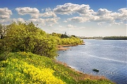 Майские желтые цветы на берегу реки в деревне Писковичи. Фото Пскова