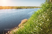Полевые белые цветы у реки в деревне Писковичи. Фото Пскова