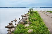 Утки на озере. г. Валдай