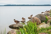Утки на озере Валдай. г. Валдай