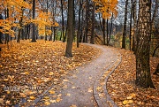 Кленовая аллея в Царицынском парке осенью (Москва)