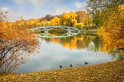 Теплая осень для уток в пруду в Царицынском парке (Москва)