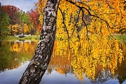 Золотые ветви березы в Царицынском парке (Москва)