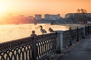 Утки встречают оранжевый рассвет на парапете набережной Москва-реки (г.Москва)