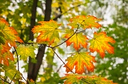 Кленовые листья осени. г. Москва