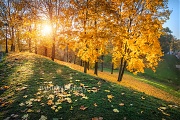 г. Москва Золотые листья в траве оврага в Царицыно