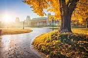 г. Москва Осеннее дерево у дворца в Царицыно