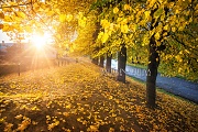 г. Москва Осенние листья в Царицыно