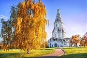 Вознесенский храм и береза. Коломенское. г. Москва