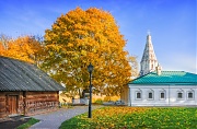 Осеннее дерево. Коломенское. г. Москва