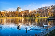 Лебеди, Патриаршие пруды, Москва