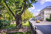 Пушкинский дуб, Тверской бульвар, Москва